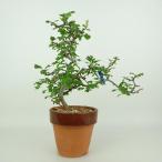 盆栽 山査子 樹高 約16〜18cm さんざし Crataegus cune…