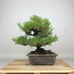  бонсай сосна сосна Тунберга высота дерева примерно 28cm....Pinus thunbergii черный matsumatsu. вечнозеленый игольчатое дерево оценка .. для на данный момент товар 