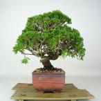  бонсай подлинный Kashiwa высота дерева примерно 25cm....Juniperus chinensissin Park Gin автомобиль li кипарис . вечнозеленое дерево оценка .. для на данный момент товар 