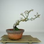  бонсай . лист Lion Mask высота дерева примерно 16cm клен Acer palmatummomijisisigasila клён . листопадные растения оценка .. для маленький товар на данный момент товар 