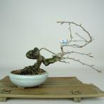  бонсай .. хурма высота дерева примерно 18cm.....Diospyros rhombifolia low yagaki устрица noki.. лист ~ половина листопадные растения оценка .. для на данный момент товар 