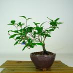 盆栽 老爺柿 樹高 約18cm ろうやがき Diospyros rhombi…
