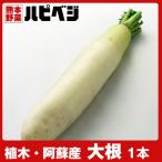 大根【1本】同梱専用　※こちらの商品は野菜セット購入した方のみの同梱商品になります。