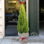 観葉植物ゴールドクレストウィルマ2...