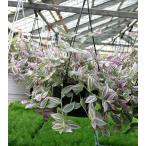 観葉植物 トラディスカンチア ラベンダー 6号 お取り寄せ 地域限定送料無料 Tradescantia  lavender トラディスカンティア  ハンギング