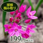 訳アリ アリウム 球根 つかみ取り オリオフィラム 1掴み 35球〜55球程度 お届け中 メール便 小球根 Allium 野放し 花の球根 冬植え球根