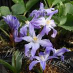 植えっぱなし球根花チオノドクサフォ...