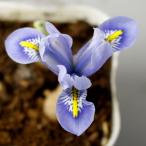 植えっぱなし球根 秋 花 ミニアイリス アリダ 5球セット 先行予約 10月…