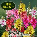 つかみ取り 球根 イキシア 混合種 MIXカラー 25球〜35球セット お届け中 Ixia 球根植物 多年草 槍水仙 ヤリズイセン 草花 2022BU