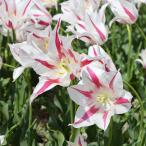 球根花秋植え球根ユリ咲き赤白ストラ...