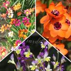 植えっぱなし球根スパラキシス選べる...