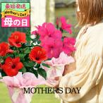 母の日 父の日 ギフト 花 プレゼント 珍しい 鉢植えインドア ハイビスカス サニーシリーズ鉢植え1鉢5号 期間5/6〜5/11 80代 70代 60代 母 義母 mom2025mom