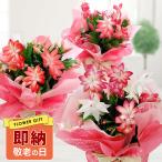 即納 最短発送 敬老の日 ギフト 花 鉢花 蕾でお届け デンマークカクタス 5種から選べる 1鉢 6号 即納 地域限定送料無料 Schlumbergera 2025kr