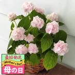 遅れてごめんね 母の日 ギフト花 鉢花 紫陽花 伊予獅子手毬 即納 地域限定送料無料 花 鉢植え プレゼント mom2025 花鉢