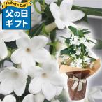 【母の日ギフト 鉢花】 マダガスカル ジャスミン 4号 鉢花 ラッピング Stephanotis floribunda　Ｍadagascarjasmine  白