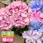 母の日 まだ間に合う 鉢花 プレゼント 花 ギフト 珍しい 絞り柄 あじさい 選べる5種 1鉢 5号 鉢植え期間5/6〜5/11 送料無料 鉢花 mom2025