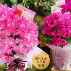 母の日 ギフト 花 特選Aクラス 行灯仕立てブーゲンビリア 5号 3種から選べる 期間5月6日〜5月11日 鉢花 鉢植え 地域限定送料無料 最短発送 mom2025