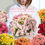 母の日 鉢花 ギフト 花 鉢植え 変わり咲き 八重咲き ベゴニア5号 選べる7種 5号 期間5月6〜11日 送料無料 地域限定送料無料 プレゼント 花 mom2025