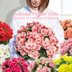 遅れてごめんね 母の日 ギフト 花 プレゼント 大輪 薔薇咲き リーガースベゴニア 5号 選べる品種 鉢植え 鉢花 即納 送料無料 mom2025