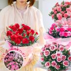 \球根プレゼント/ 母の日 花 ギフト カーネーション 鉢植え 選べる10種 5号 期間5月6〜11日 送料無料 花鉢 鉢花 花 mom2025