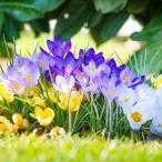 原種クロッカスMIX15球セット小球根
