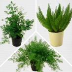 観葉植物 アスパラガス 3種より選べる 5号 お取り寄せ商品 地域限定送料無料 Asparagus densiflorus Myers メイリー ミリオクラダス スプレンゲリー