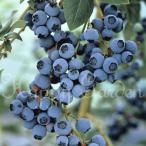  фруктовое дерево рассада лето голубика 2 вид из можно выбрать 1 горшок 3.5 номер реальный нет te потребности Sierra доставка средний blueberryno- The n высокий втулка серия . дерево лето рассада фруктовое дерево рассада happy сад 