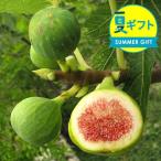 ギフト 果樹 鉢植え 珍しい イチジクの木 6号 選べる3種 最短発送中 地域限定送料無料 白イチジク 無花果 苗木 誕生日 2022KR