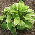 花苗 ホスタ フレグラントブーケ 1鉢 3.5〜3.5号ロング お届け中 冬季落葉 休眠株 Hosta tar Fragant Bouqet ギボウシ シェードガーデン 春