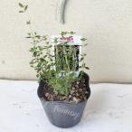  трава рассада common время 1 горшок 3~3.5 номер доставка средний Thymus vulgaris трава выдерживающий холод . вечнозеленый маленький низкий дерево персик цветок много год . растение в горшке, двор ...... почвопокровные растения 
