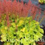 花苗 春 ヒューケラ ノーザンエクスポージャーライム 1鉢 3号 お届け中 Heuchera Northern Exposure Lime 宿根草 常緑多年草 ハッピーガーデン