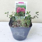  трава рассада . цветок k Lee булавка g время 1 горшок 3 номер доставка средний Thymus serpyllum coccineus трава выдерживающий холод . вечнозеленый маленький низкий дерево персик цветок много год . растение в горшке двор ..