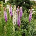 【芽出し球根】リアトリス ホワイト 3球植え 1ポット 3.5号 白花 庭植え 寄せ植え ガーデニング 花苗 夏 苗 季節の花苗