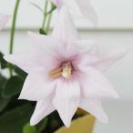 花苗夏苗キキョウアストラピンク1鉢...