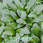 アジュガミントチップ1鉢2.5〜3...