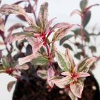 花苗 キンギョソウ ダンシングクイーン 1鉢3号 Antirrhinum majus dancingqueen 多年草 春苗 金魚草 カラーリーフ イングリッシュガーデン 苗 鉢植え 庭植え