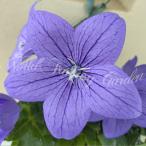 花苗夏キキョウアストラブルー1鉢3...