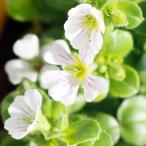 花苗 カーペット カスミソウ 1鉢 3.5号 【お届け中】 かすみ草 カスミソウ かすみそう キャッシュレス還元対象