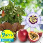 果樹 ギフト 花 果樹 鉢植え パッションフルーツ トケイソウ 時計草 実付き 5号1鉢 お届け中 果物 プレゼント 2025fd