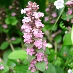 花苗アジュガ・ピンクシェル1鉢2....