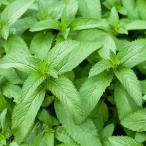  трава рассада лето рассада Japan - ka1 горшок 3~3.5 номер доставка средний Mentha Canadensis много год . мир - ka мир вид незначительный груз - ka двор .. цветок . растение в горшке .... happy сад 