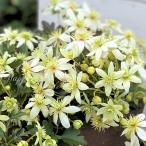 ショッピングクレマチス 花苗 クレマチス ピクシー 1鉢 3号 お届け中 Clematis Pixie 多年草 宿根草 常緑種系 鉢植え 庭植え 花壇