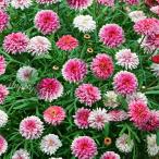 花苗 八重咲き マーガレット 京都恋物語 3.5号 3鉢セット お届け中 Argyranthemum frutescens 桃花 小花 常緑 多年草 宿根草 鉢植え 1001N