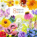 花苗セット おまかせ8苗セット 用途にあわせて選べる2タイプ 翌日発送 地域限定送料無料 秋 花の苗 ギフト 花 ハッピーガーデン HappyGarden