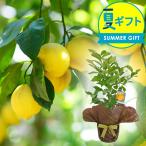 リスボンレモンの木 5号鉢植え