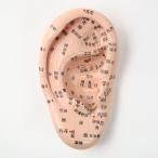 Beautear уголок модель выпуск на японском языке 17cm ушная раковина модель ушная раковина ювелирные изделия японский язык надпись уголок . map tsubo положение проверка японский язык простой инструкция имеется 