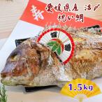 鯛　焼鯛　お頭付き鯛　お食い初め　こどもの日　お祝い　1.5ｋｇ　