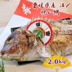 鯛　焼鯛　お頭付き鯛　お食い初め　こどもの日　お祝い　2.0ｋｇ　