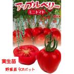 [4 месяц средний ~ последняя декада .. отправка начало предположительно!] необычный bell type мини помидоры Apple Berry 3 номер [1 АО ]9cm pot овощи рассада огород цветок . садоводство 