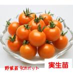 [4 месяц средний ~ последняя декада .. отправка начало предположительно!] мини помидоры orange Pal che 3 номер [1 АО ]9cm pot овощи рассада огород цветок . садоводство 
